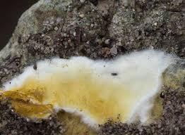 Attēlu rezultāti vaicājumam “Leucogyrophana sororia”