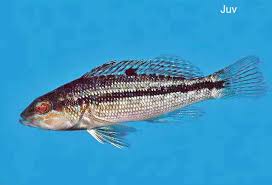 Image result for Centropristis striata