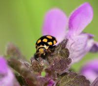 Attēlu rezultāti vaicājumam “Coccinula quatuordecimpustulata”