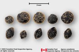 Attēlu rezultāti vaicājumam “Spergula arvensis”