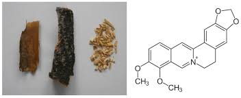 Attēlu rezultāti vaicājumam “Phellodendron amurense bud”
