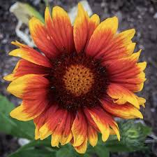 Image result for Gaillardia