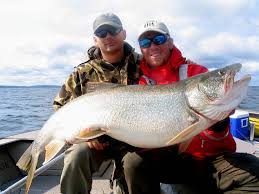 Image result for Salvelinus namaycush