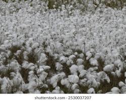 Attēlu rezultāti vaicājumam “Sphagnum angustifolium”