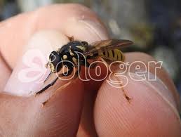 Attēlu rezultāti vaicājumam “Temnostoma vespiforme”