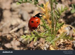 Attēlu rezultāti vaicājumam “Hippodamia notata”