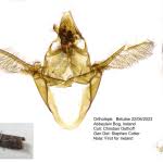 Attēlu rezultāti vaicājumam “Ortholepis betulae”