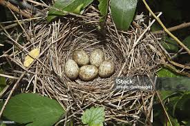 Attēlu rezultāti vaicājumam “Sylvia borin nest”