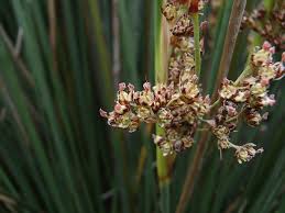 Attēlu rezultāti vaicājumam “Juncus stygius”