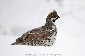 Attēlu rezultāti vaicājumam “Tetrastes bonasia”