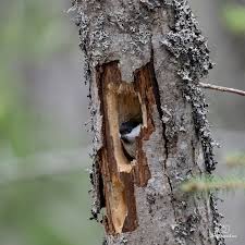 Attēlu rezultāti vaicājumam “Poecile montanus adult”