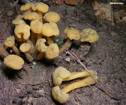 Attēlu rezultāti vaicājumam “Leotia lubrica”