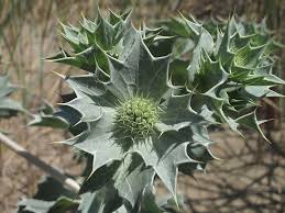 Attēlu rezultāti vaicājumam “Eryngium maritimum”