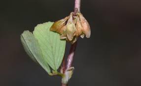 Attēlu rezultāti vaicājumam “Trifolium dubium bud”