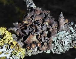 Attēlu rezultāti vaicājumam “Tuckermannopsis chlorophylla”