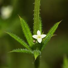 Image result for Galium aparine
