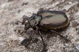 Attēlu rezultāti vaicājumam “Osmoderma barnabita”