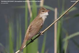 Image result for Acrocephalus arundinaceus