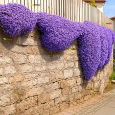Image result for Aubrieta hybrida (cultorum)