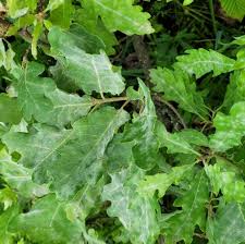 Attēlu rezultāti vaicājumam “Thecabius affinis imago”