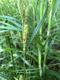 Attēlu rezultāti vaicājumam “Carex atherodes”