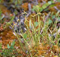 Attēlu rezultāti vaicājumam “Carex pauciflora”