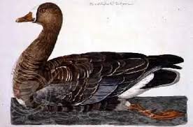 Attēlu rezultāti vaicājumam “Anser albifrons”