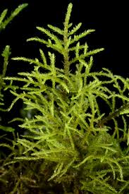 Attēlu rezultāti vaicājumam “Hylocomiastrum umbratum”