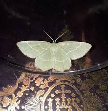 Attēlu rezultāti vaicājumam “Thalera fimbrialis”