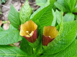 Attēlu rezultāti vaicājumam “Scopolia carniolica flower”