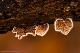 Attēlu rezultāti vaicājumam “Coriolopsis trogii”