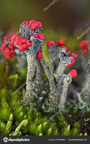 Attēlu rezultāti vaicājumam “Cladonia floerkeana”