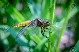 Attēlu rezultāti vaicājumam “Libellula depressa”