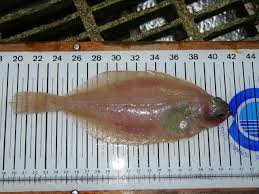 Image result for Hippoglossoides platessoides