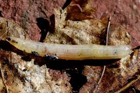 Attēlu rezultāti vaicājumam “Rhagionidae”