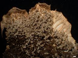 Attēlu rezultāti vaicājumam “Peltigera canina”