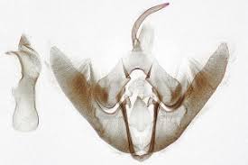 Attēlu rezultāti vaicājumam “Deltote bankiana”