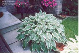 Image result for Hosta fortunei albomarginata
