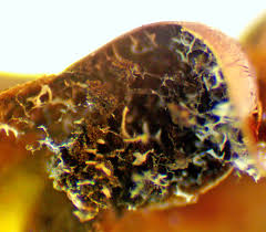 Attēlu rezultāti vaicājumam “Licea chelonoides macro”