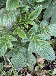 Image result for Phacelia