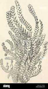 Attēlu rezultāti vaicājumam “Lejeunea cavifolia”