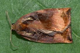 Attēlu rezultāti vaicājumam “Archips podana female”