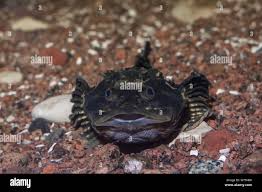 Image result for Myoxocephalus quadricornis