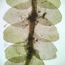 Attēlu rezultāti vaicājumam “Calypogeia”