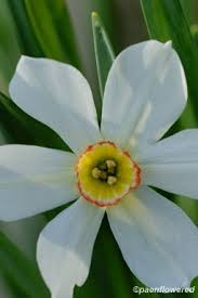 Attēlu rezultāti vaicājumam “Narcissus poeticus”