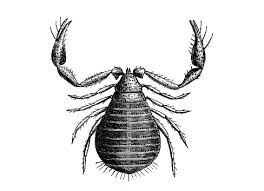 Attēlu rezultāti vaicājumam “Chelifer cancroides”