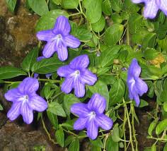 Image result for Browallia speciosa