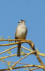 Image result for Zonotrichia leucophrys