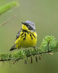 Image result for Dendroica magnolia