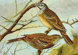 Image result for Emberiza cia